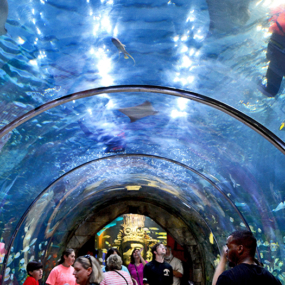 Aquarium of the Americas